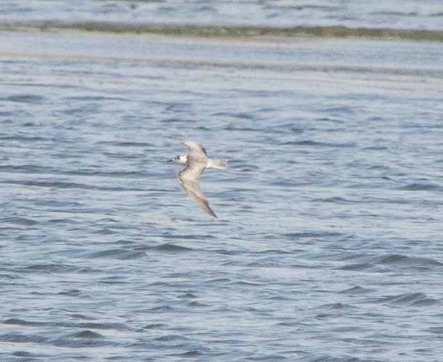 White-winged Tern - ML550930471