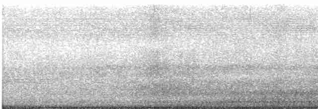 Large Gray Babbler - ML550931521