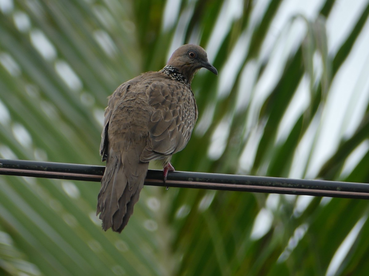 Spotted Dove - ML550936951