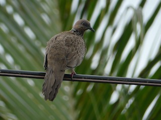 Spotted Dove, ML550936951