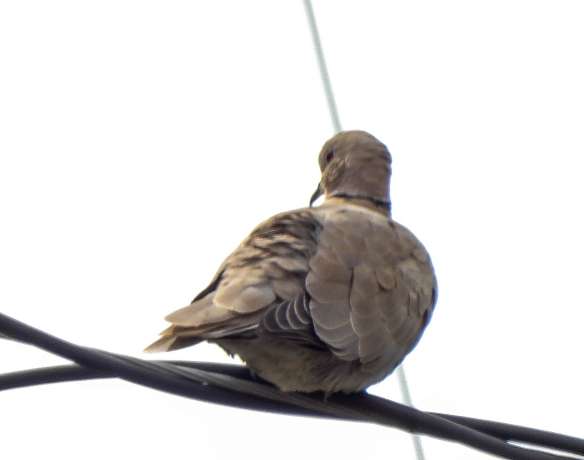 Eurasian Collared-Dove - ML550937791