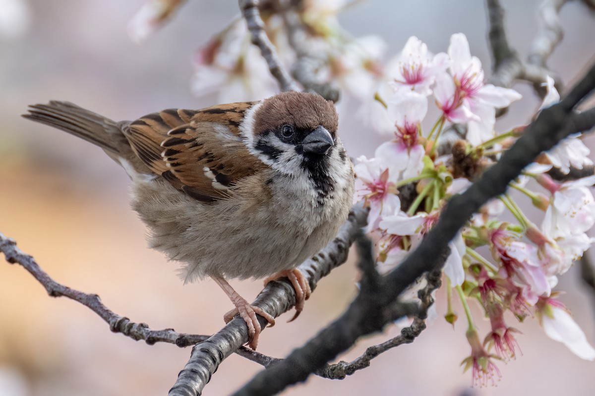 Eurasian Tree Sparrow - Yifei Zheng