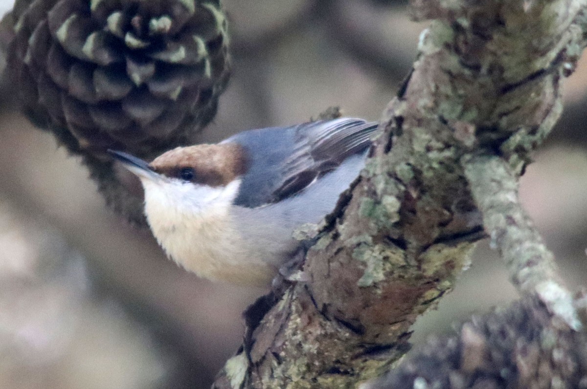 Brown-headed Nuthatch - ML550945811