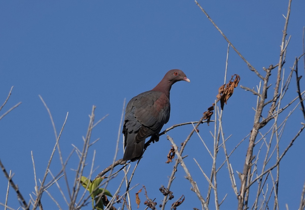 Red-billed Pigeon - ML550951341