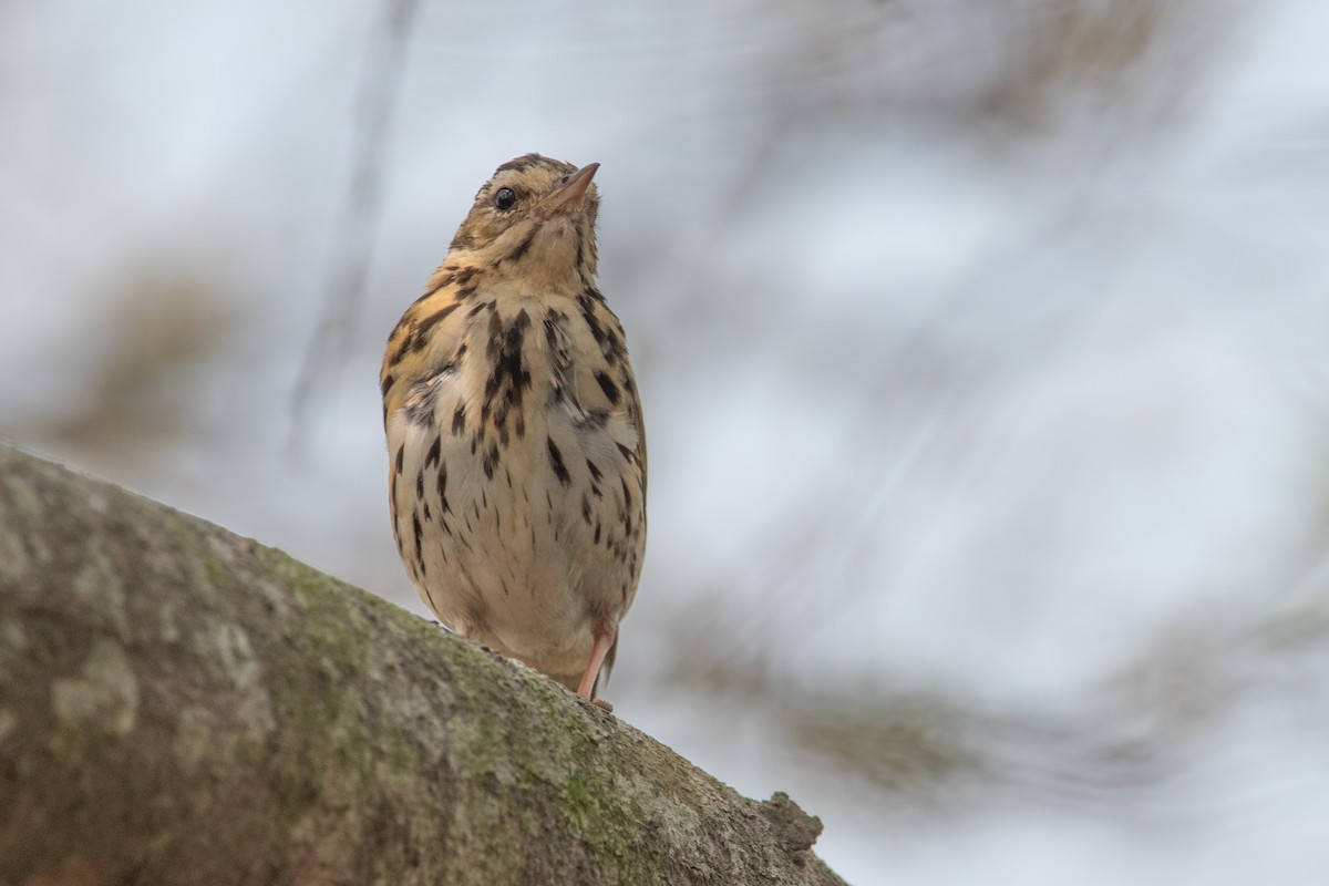 Olive-backed Pipit - ML550954311