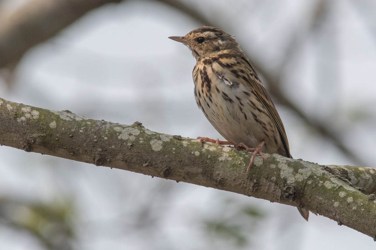 Olive-backed Pipit - ML550954341