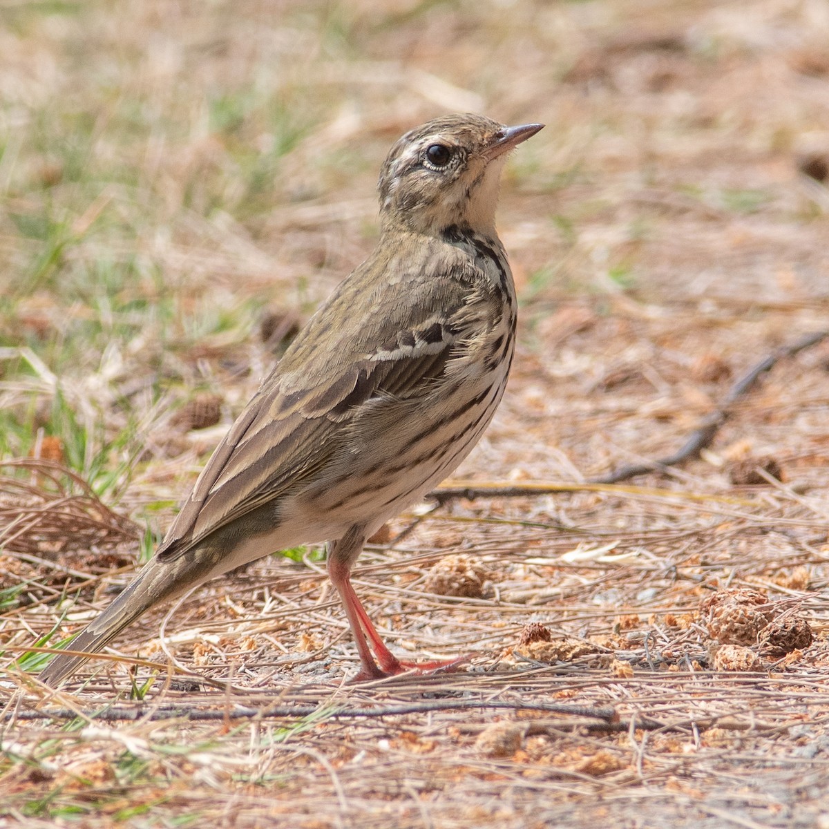 Olive-backed Pipit - ML550954411