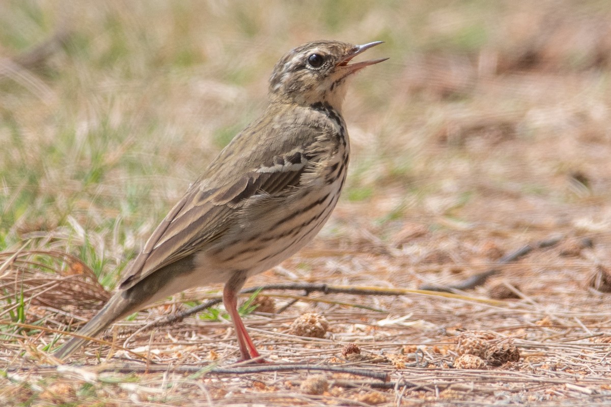Olive-backed Pipit - ML550954461