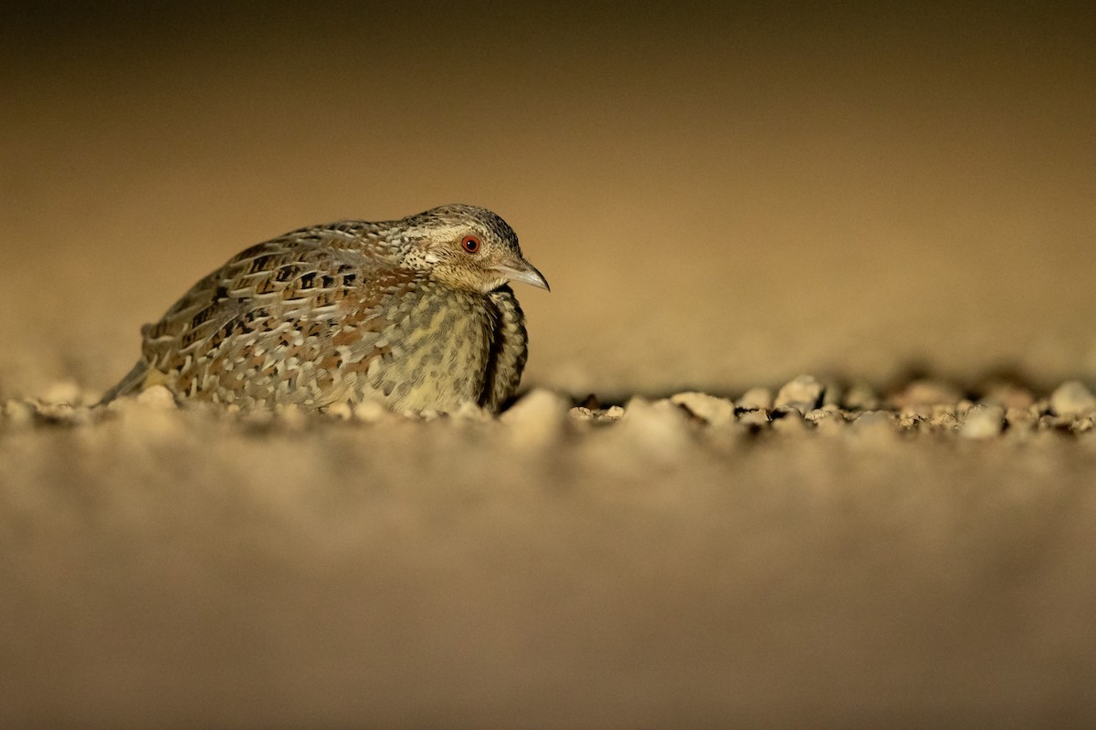 Painted Buttonquail - Chris Murray
