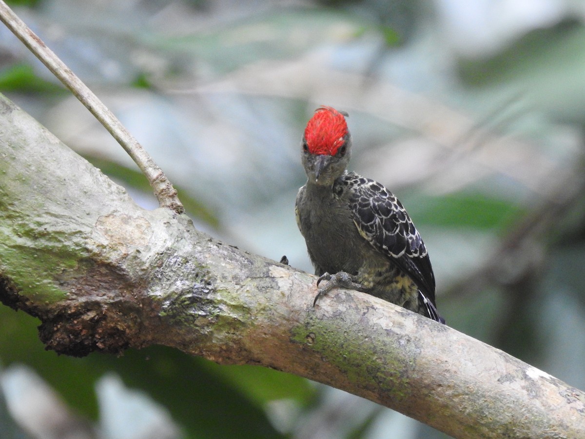 Gray-and-buff Woodpecker (Gray-and-buff) - ML550961211