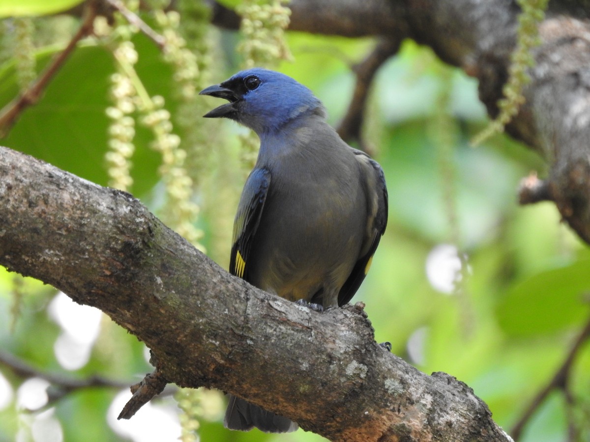 Yellow-winged Tanager - ML550961571