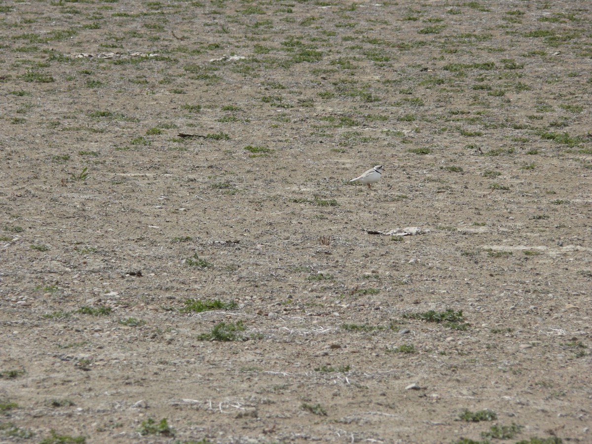 Piping Plover - ML55096171