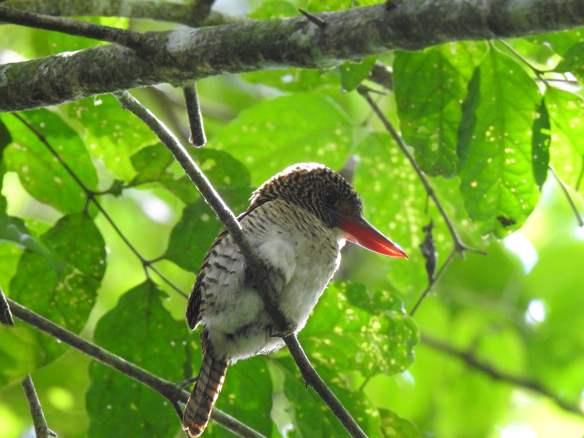 Banded Kingfisher (Black-faced) - ML550963141