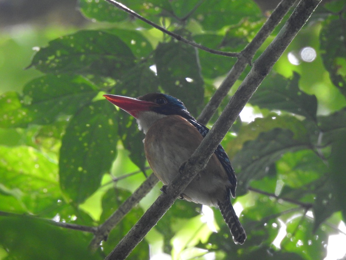 Banded Kingfisher (Black-faced) - ML550963221