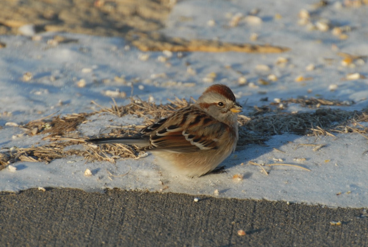 American Tree Sparrow - Dawn Zuengler