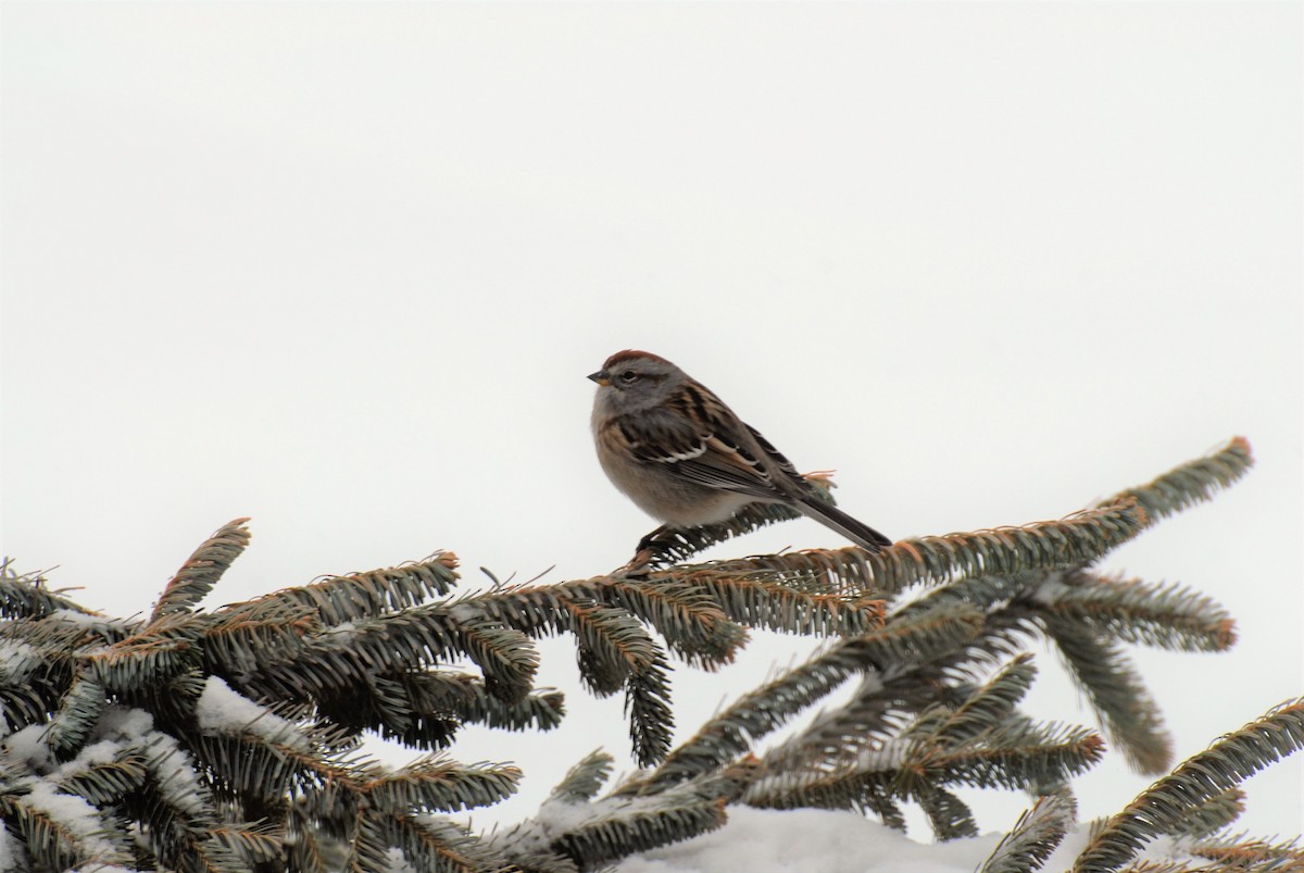 American Tree Sparrow - ML550965381