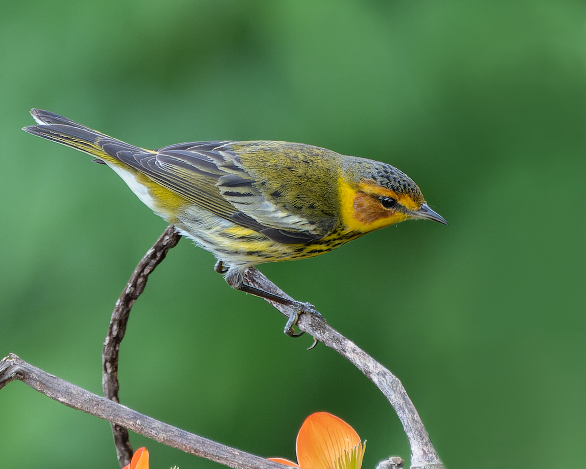 Cape May Warbler - ML550969831