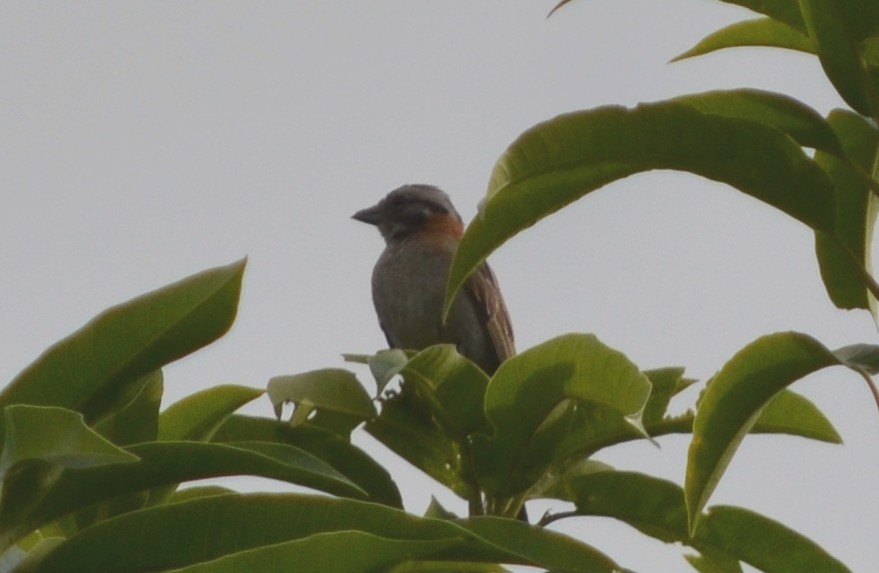 Rufous-collared Sparrow - ML550973381