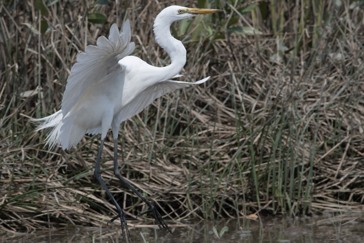 Great Egret - ML550980151