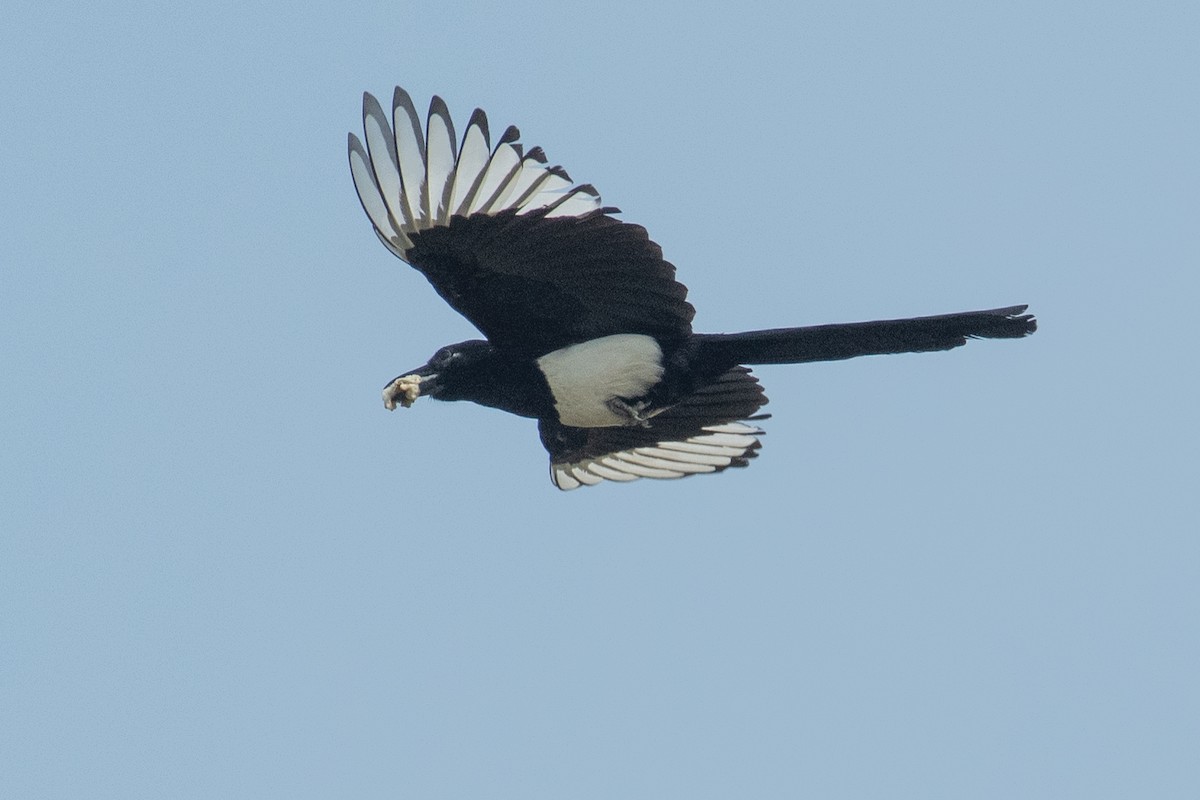 Oriental Magpie - ML550980421