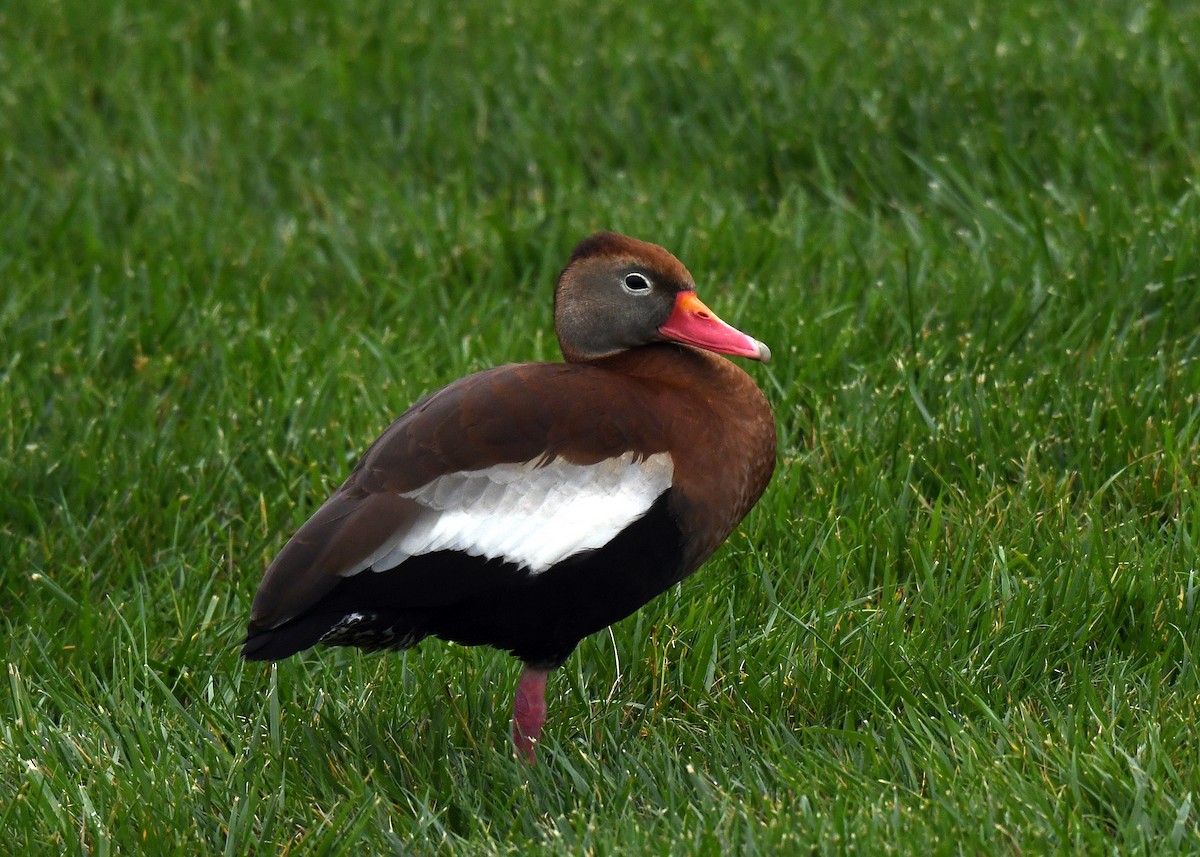 Black-bellied Whistling-Duck - Jesse Anderson