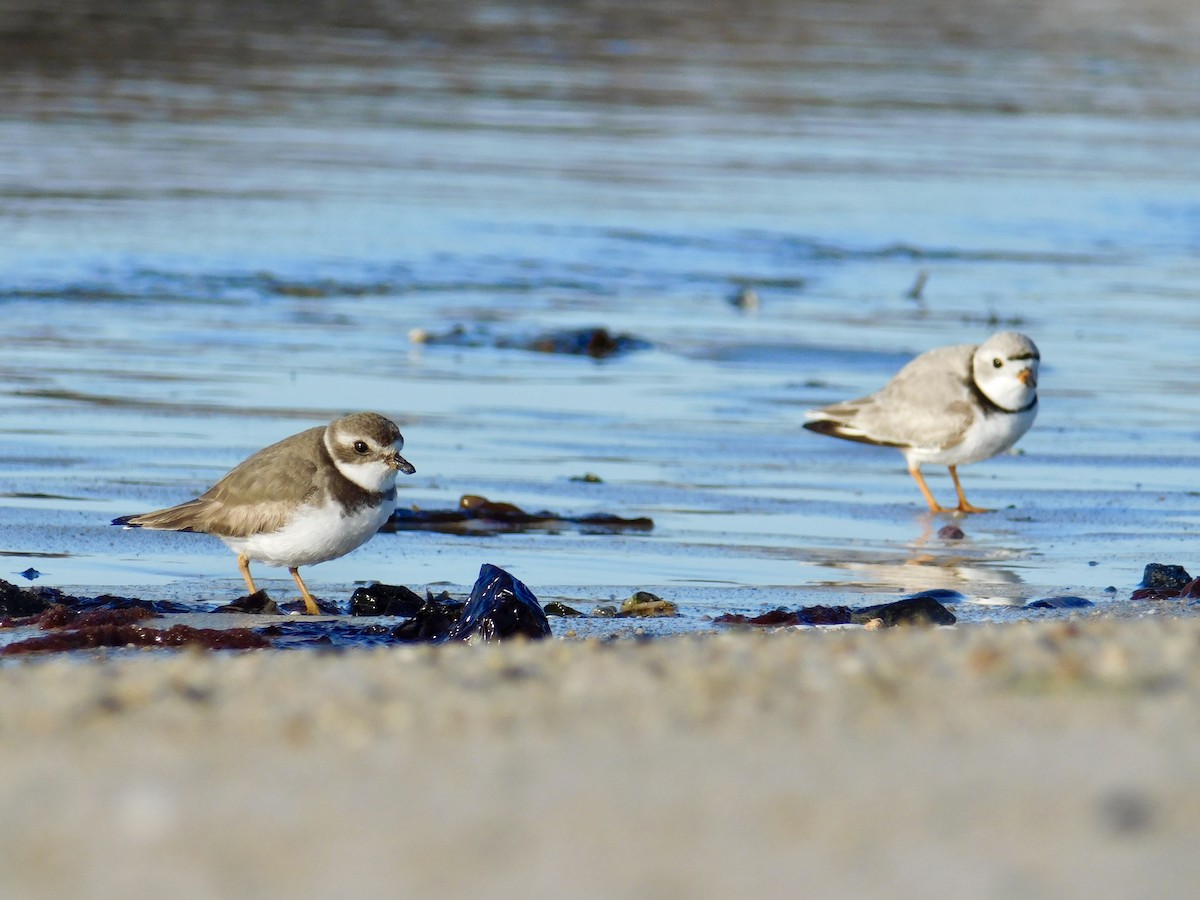 Semipalmated Plover - ML550980601