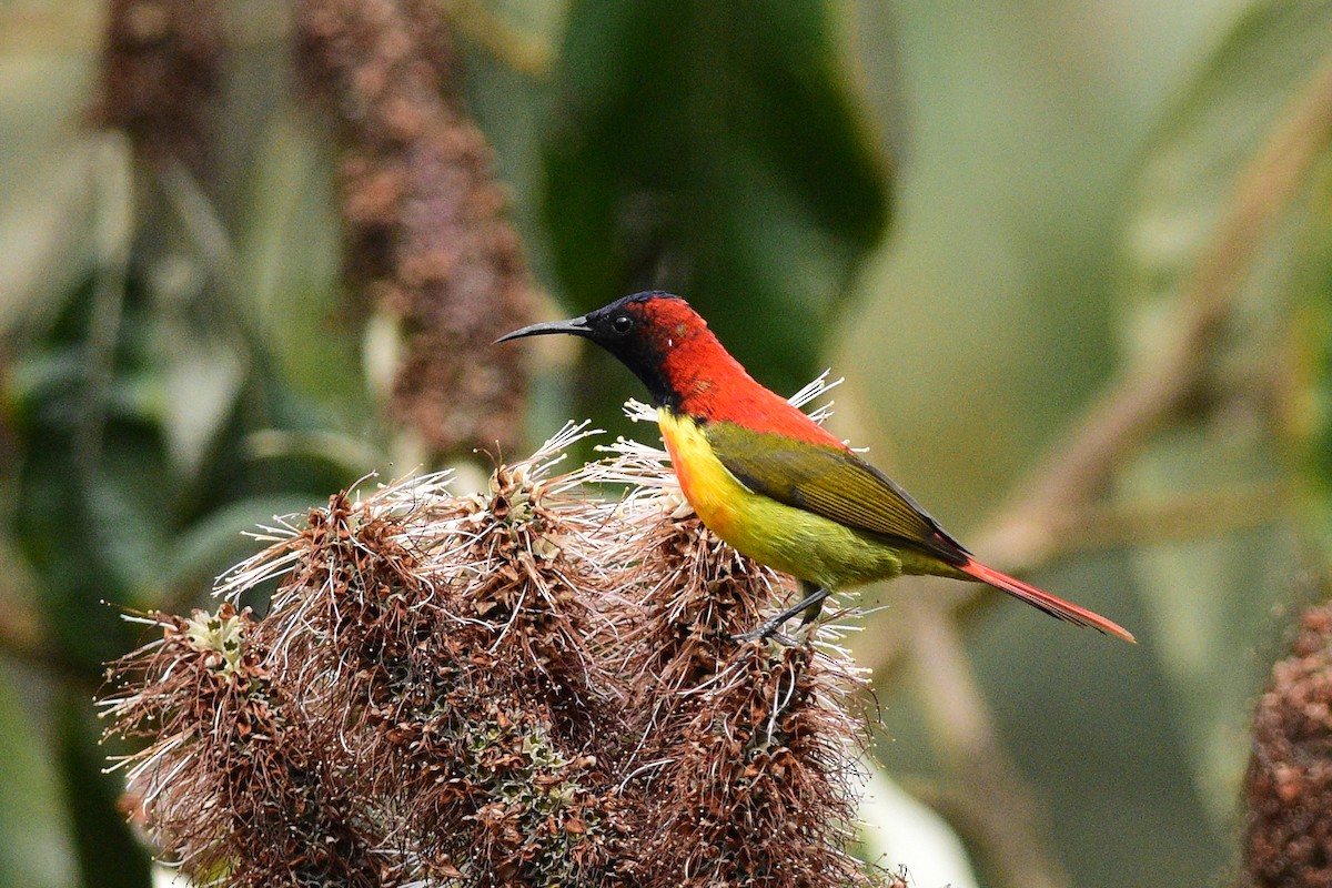 Fire-tailed Sunbird - Ajoy Kumar Dawn