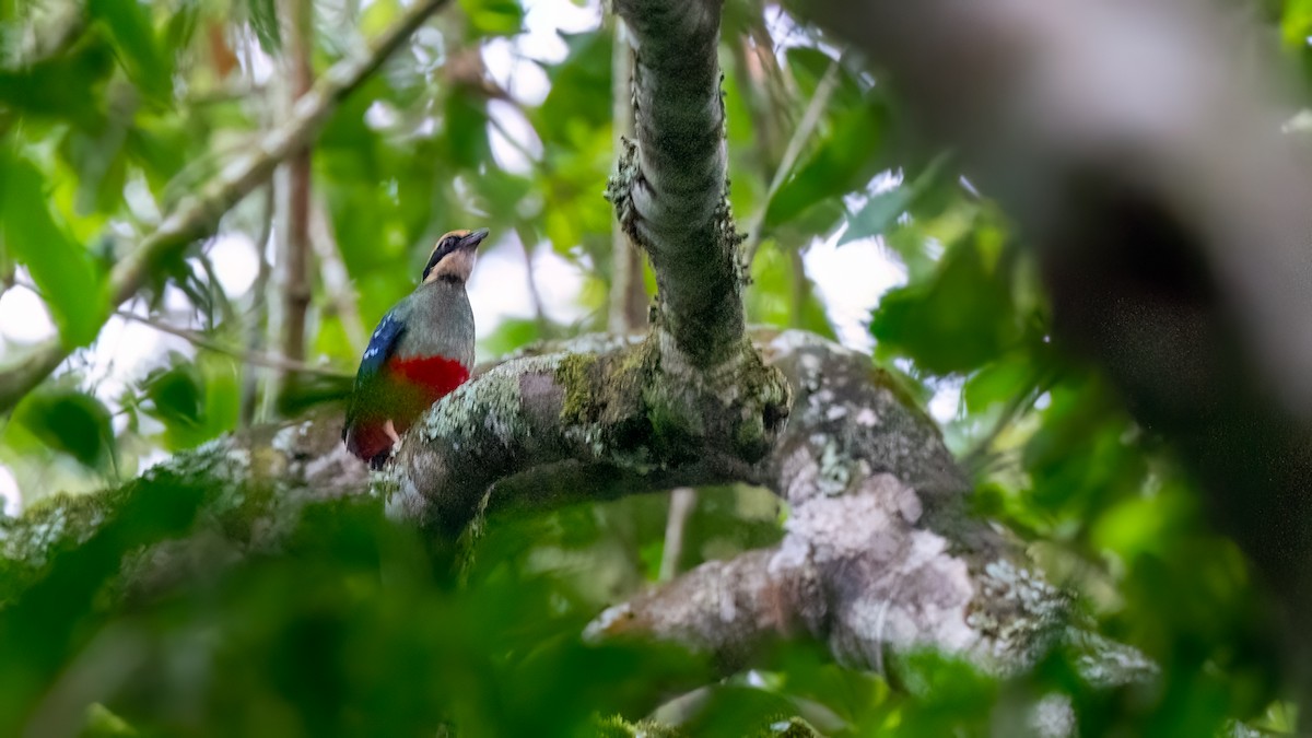 Green-breasted Pitta - ML550983531