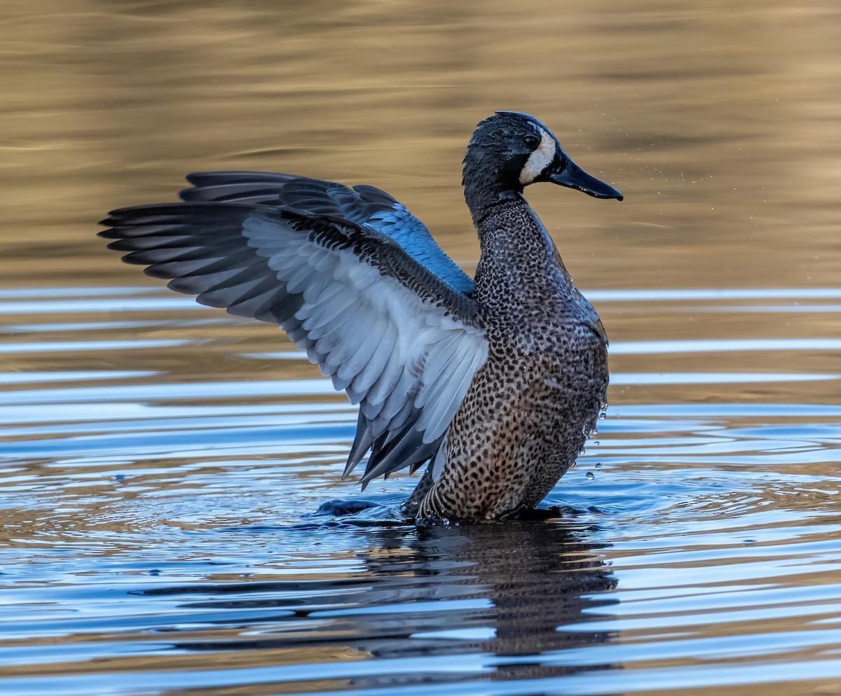Blue-winged Teal - ML550985441