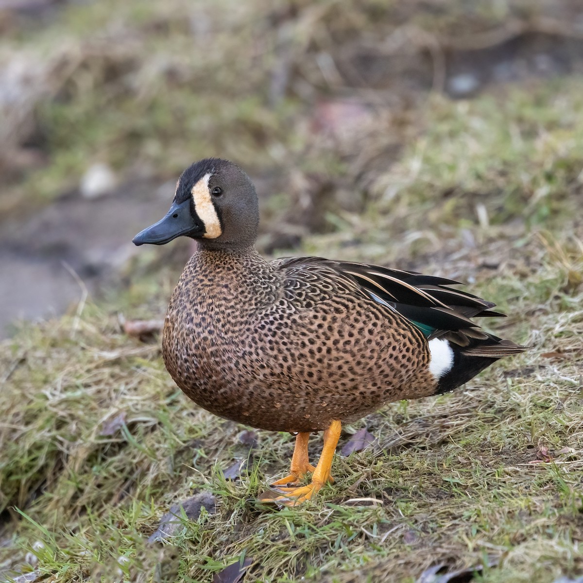 Blue-winged Teal - ML550987191