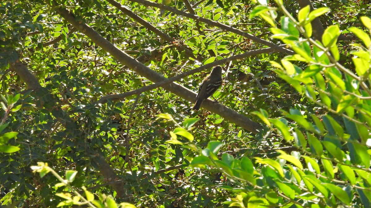 Small-billed Elaenia - ML550993041