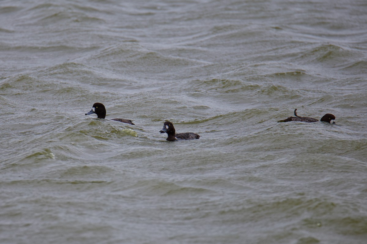 Greater Scaup - ML550995291