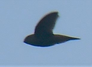 Brown-backed Needletail - ML551005551