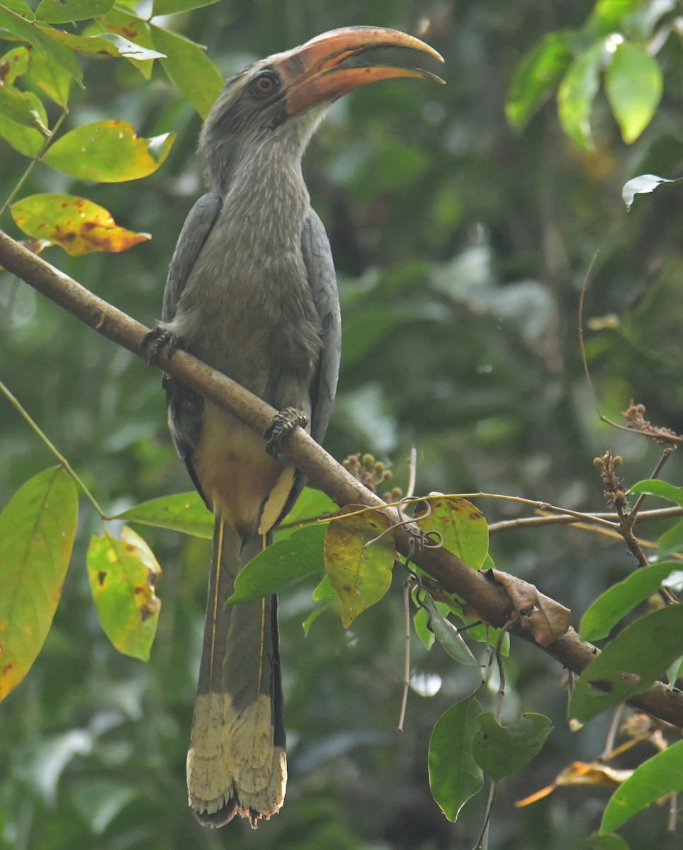 Malabar Gray Hornbill - Mohanan Choron