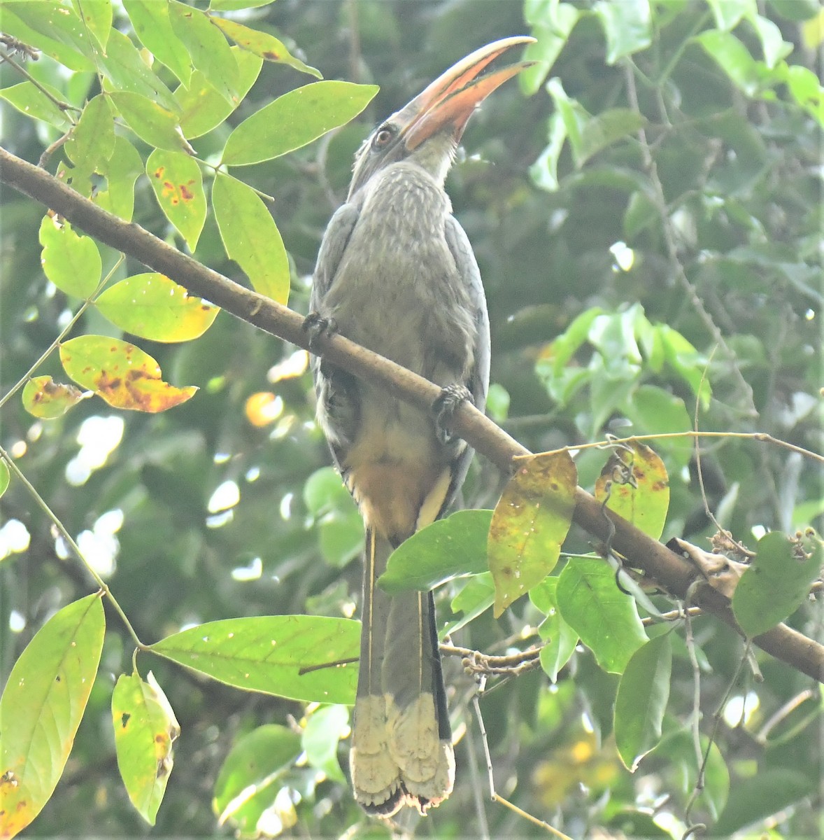 Malabar Gray Hornbill - ML551007161