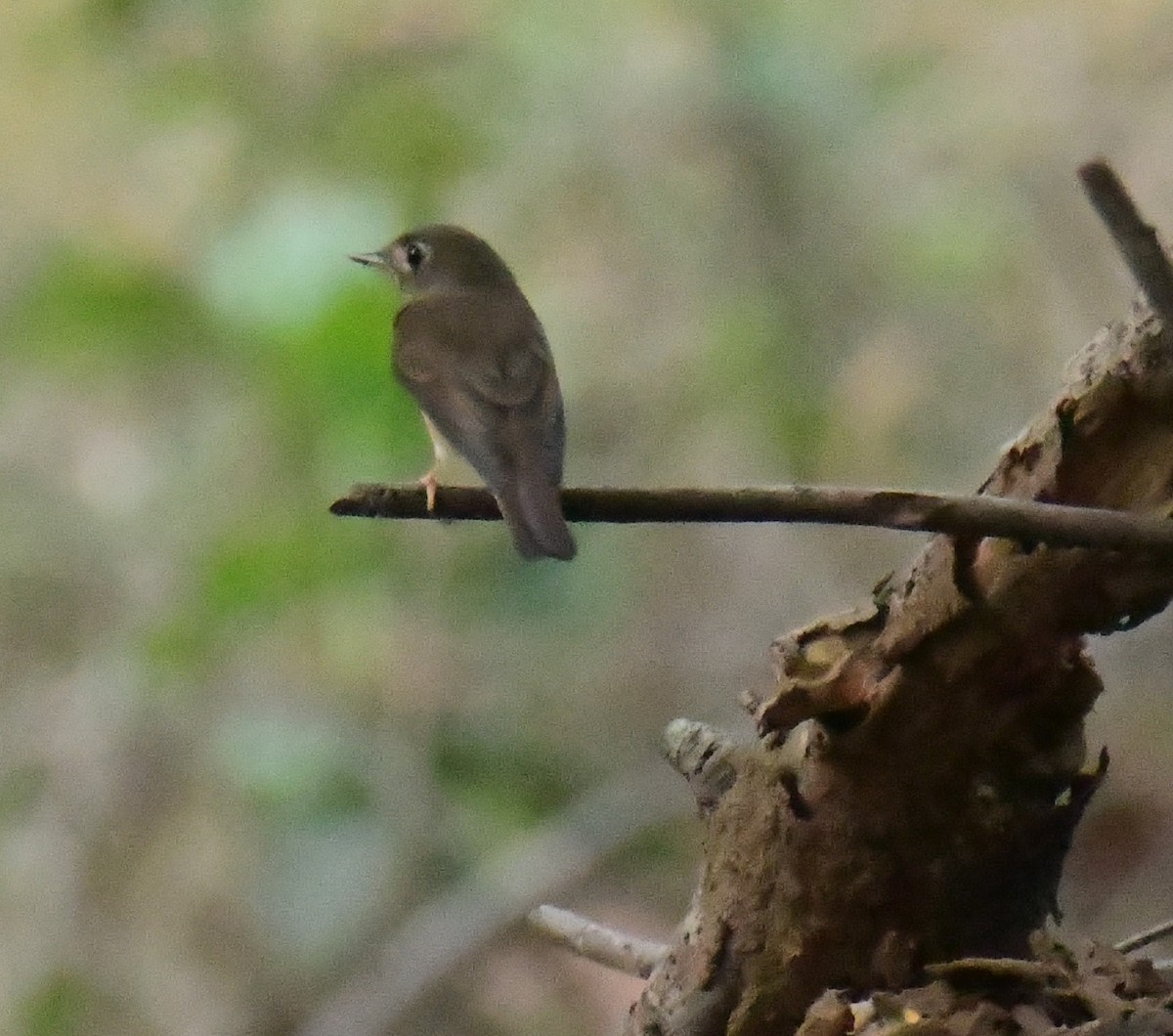 Brown-breasted Flycatcher - ML551007941