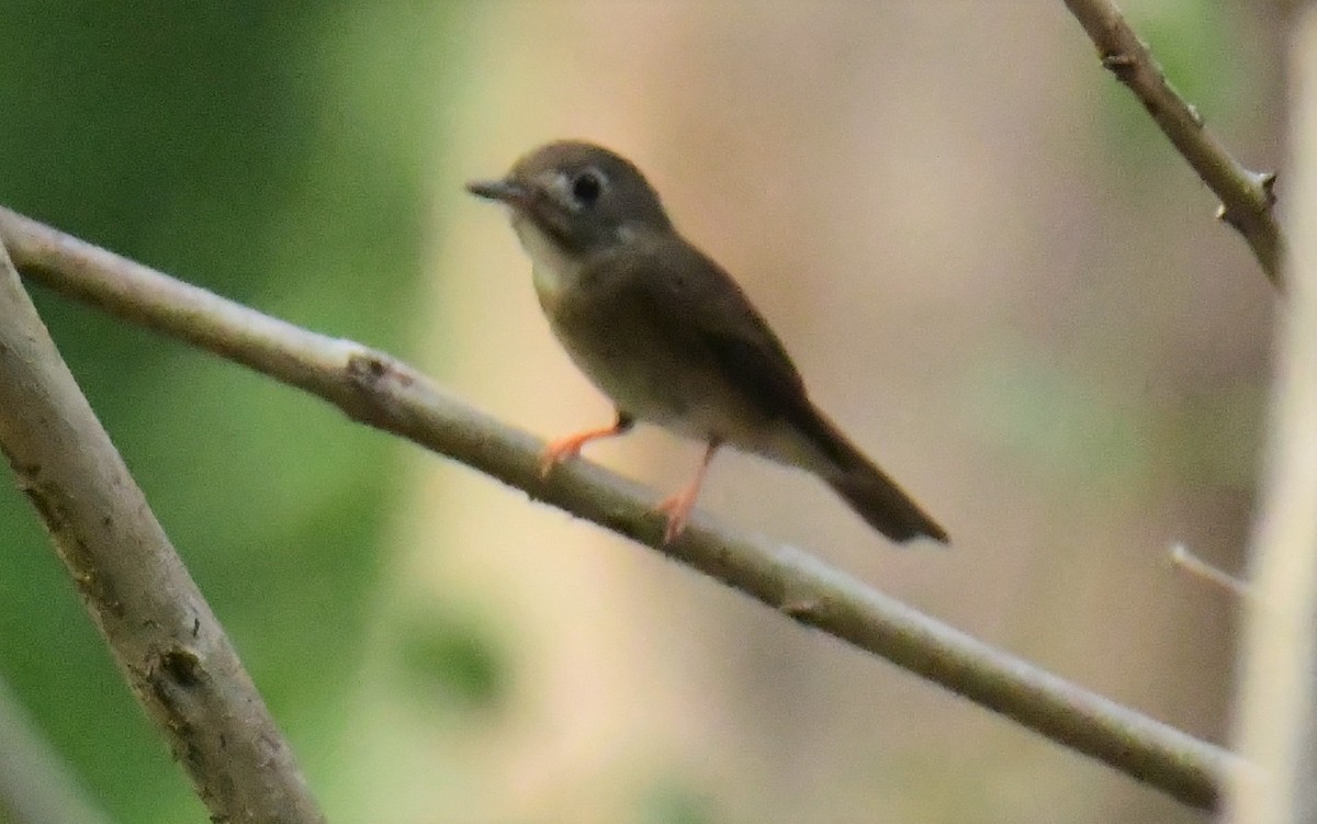 Brown-breasted Flycatcher - ML551008041