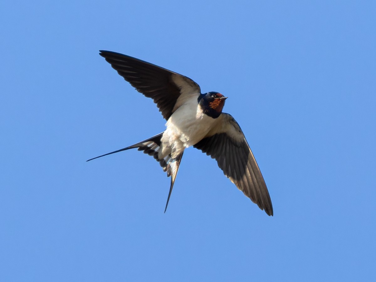 Barn Swallow - ML551008151