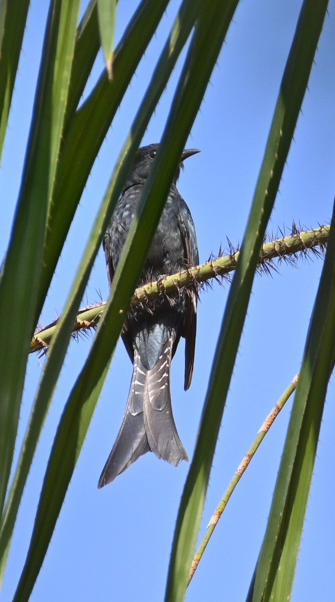 Fork-tailed Drongo-Cuckoo - ML551015591