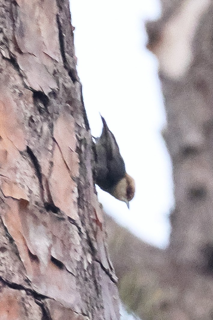 Brown-headed Nuthatch - ML551017071