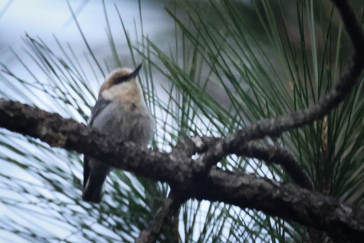 Brown-headed Nuthatch - ML551017081