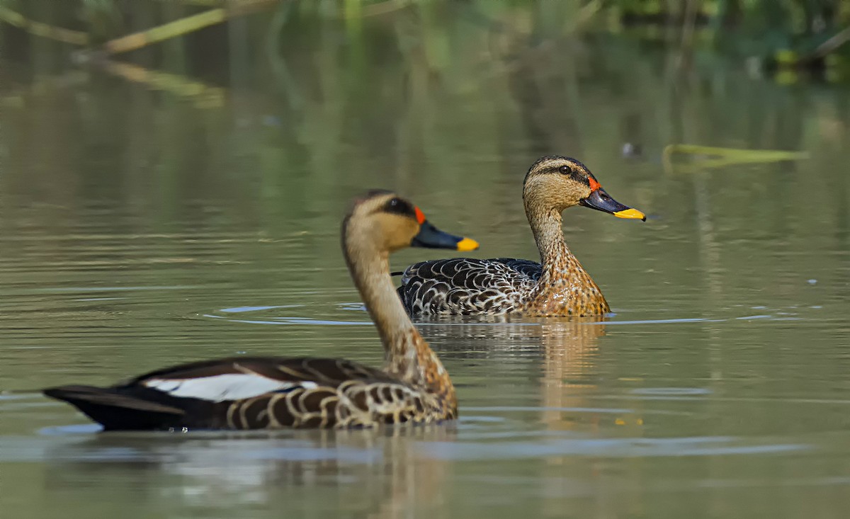 Indian Spot-billed Duck - ML551017661