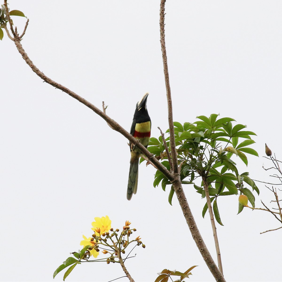 Black-necked Aracari - ML551022641