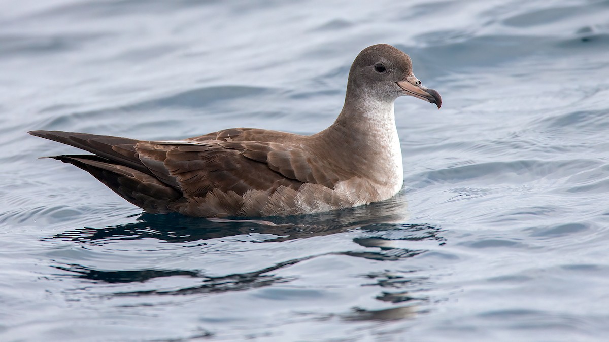 Pink-footed Shearwater - ML551024401