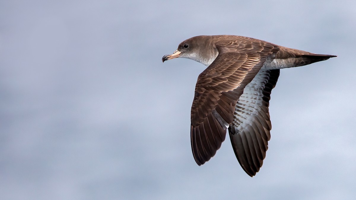 Pink-footed Shearwater - ML551024451