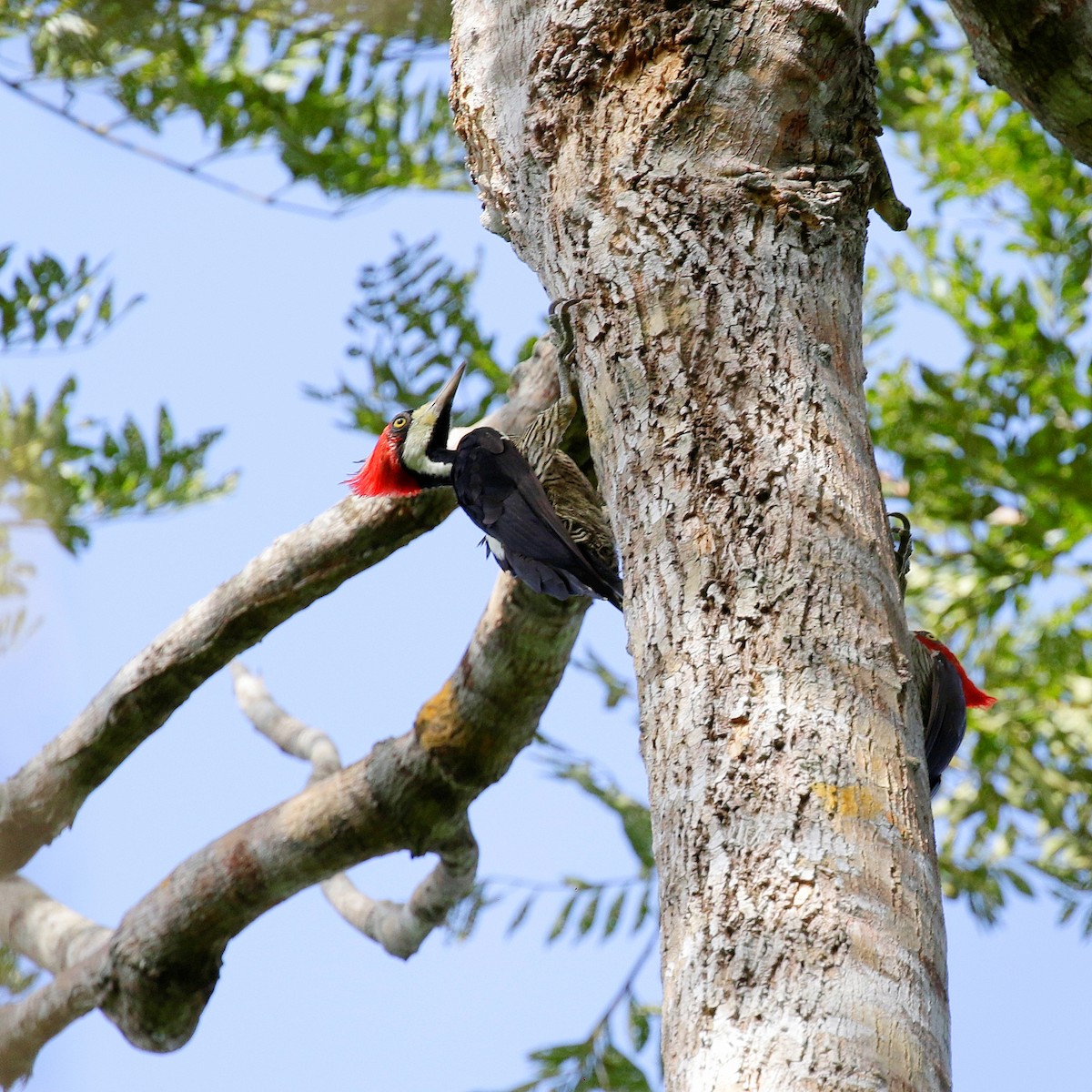 Crimson-crested Woodpecker - ML551024931