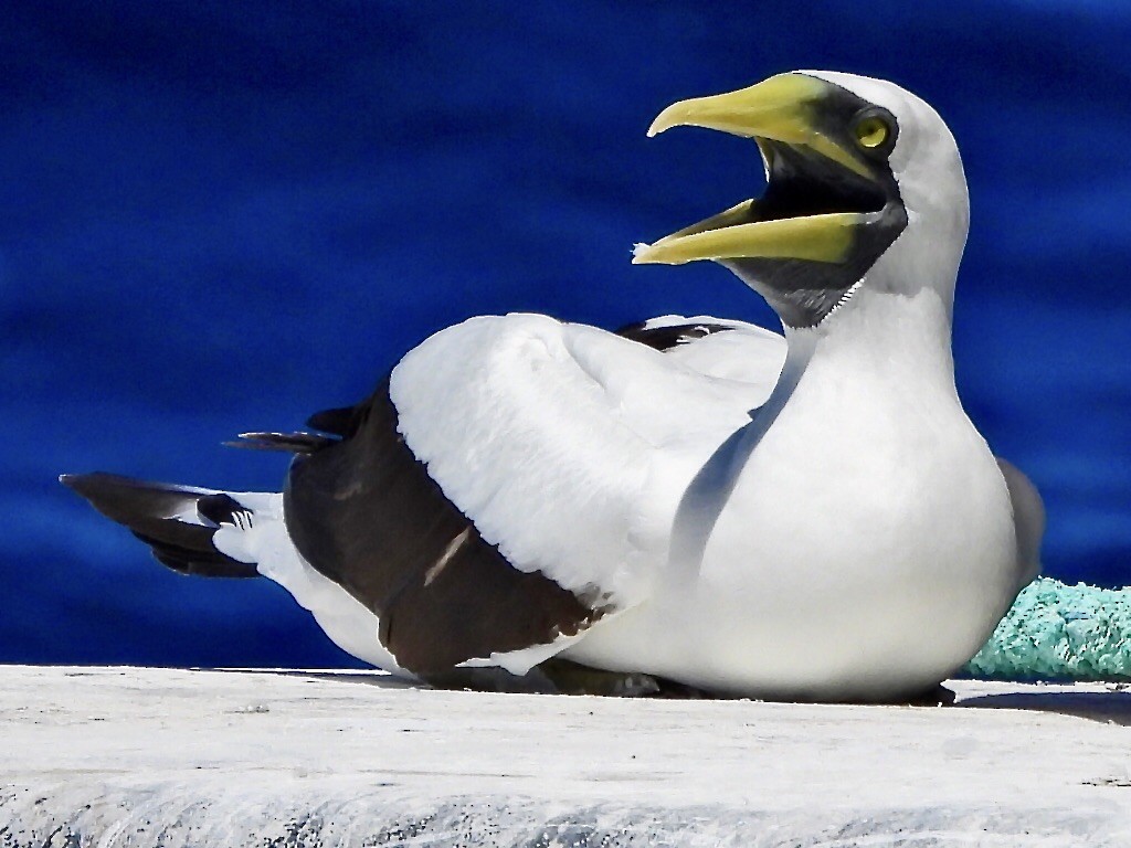 Masked Booby - ML551032061