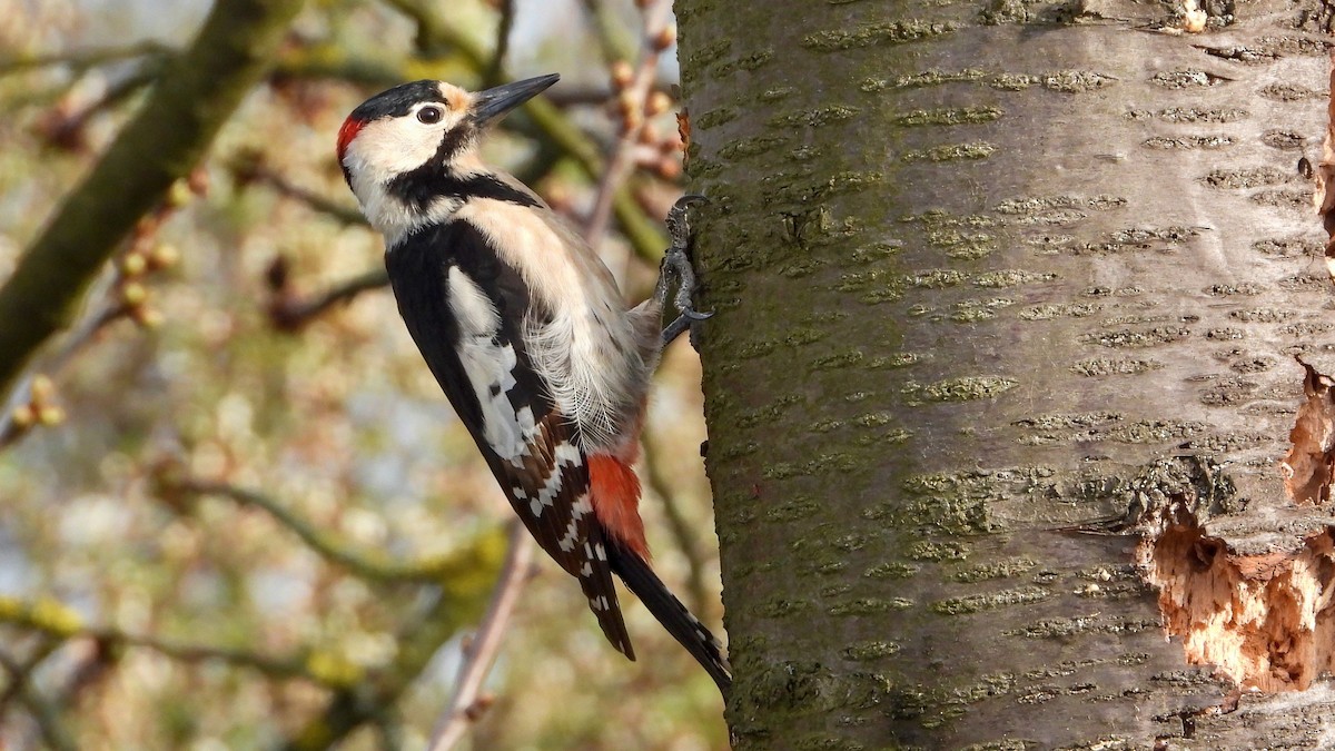 Syrian Woodpecker - ML551035341