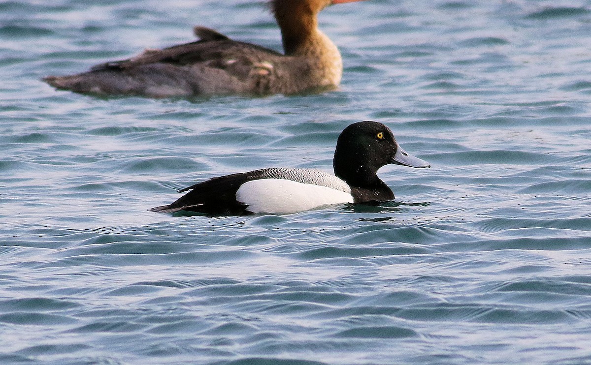 Greater Scaup - ML551040551