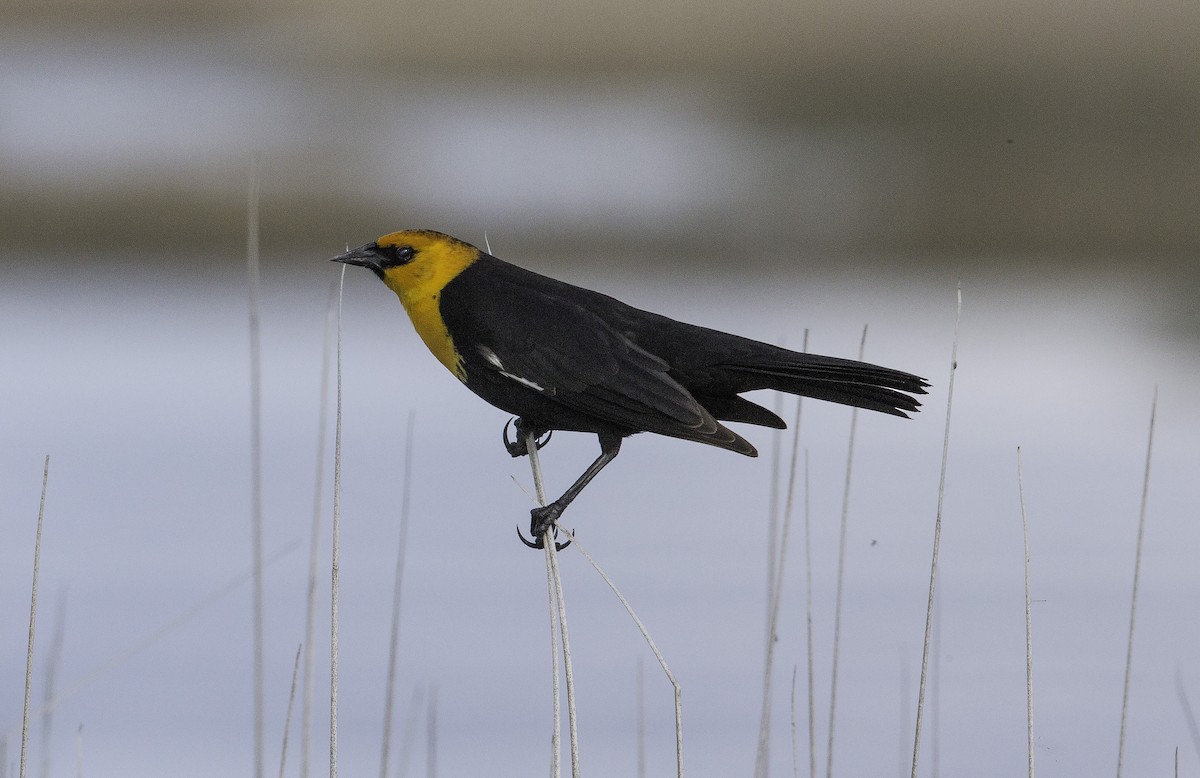 Yellow-headed Blackbird - ML55104931